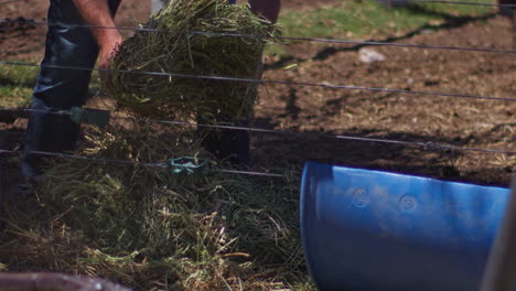 farmer splitting alfalfa for animal food at the farm. close up, slow motion