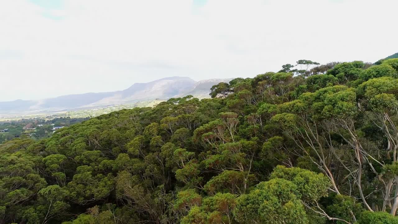 árboles verdes en la ladera de la montaña 4k