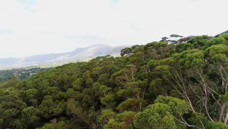 árboles verdes en la ladera de la montaña 4k