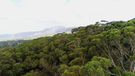 green trees on the mountain slope 4k