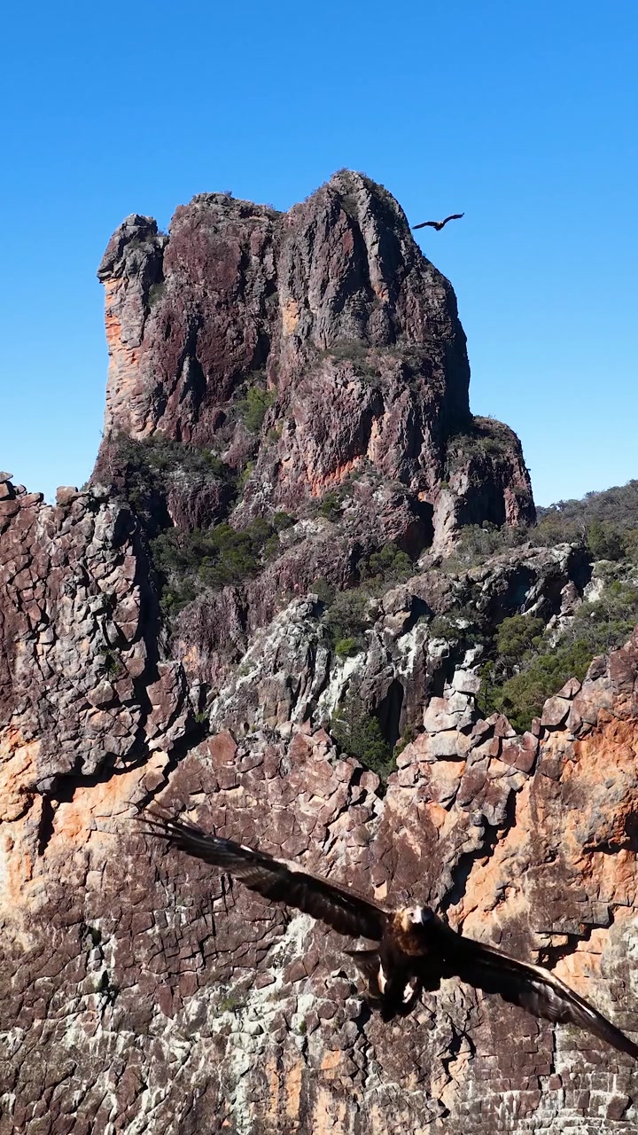 Aquila cuneata vola oltre la formazione rocciosa The Breadknife sotto cieli azzurri e sereni in Australia