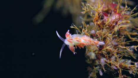 Nudibranquio-Rojo-Del-Norte-Mientras-Bucea-En-Agua-Fría-En-Percé,-Québec,-Canadá