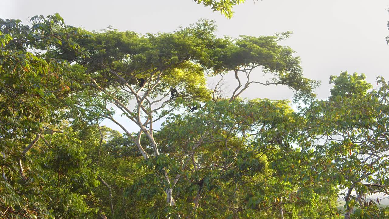 Wide shot Black spider monkeys swing in unison across Peru’s Amazon canopy, moving with agile grace in slow motion