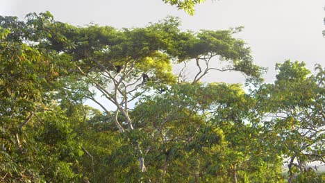 wide shot black spider monkeys swing in unison across peru’s amazon canopy, moving with agile grace in slow motion