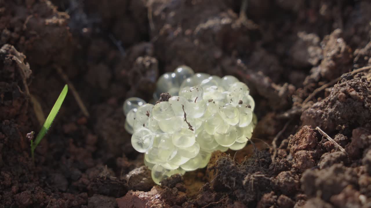 Primo piano estremo di un gruppo di uova di lumaca bianche traslucide deposte nella terra scura di un giardino.
