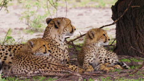 madre guepardo bostezando y descansando bajo un árbol con cachorros