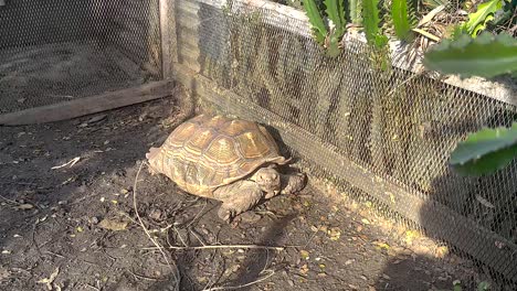 tortoise moving slowly in a fenced area