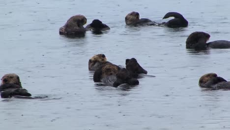 Seeotter-Pflegen-Und-Schwimmen-Im-Seichten-Wasser-Des-Ozeans-Unter-Starkem-Regen