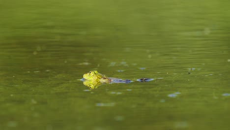 Sumpffrosch-Während-Der-Laichzeit-In-Den-Wasserteich-Werfen