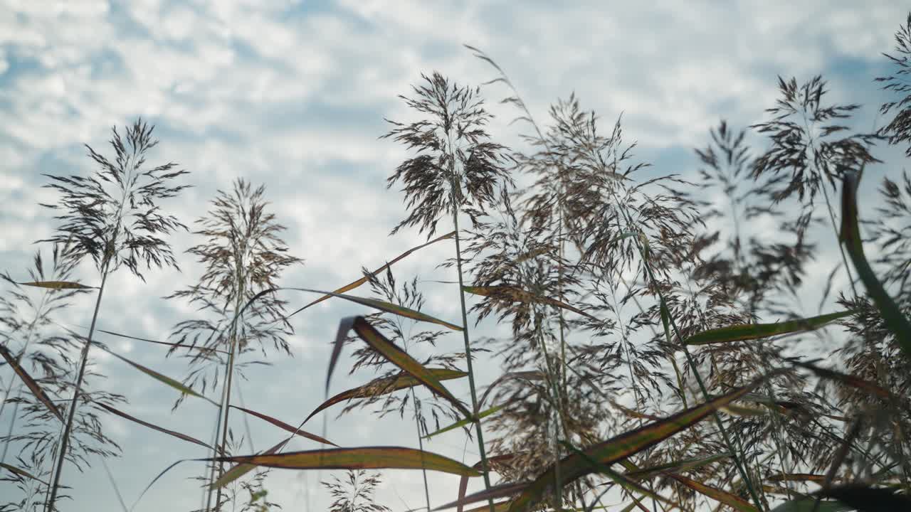 Untouched long reeds swaying under a blue sky with scattered clouds, North America, Quebec, Montreal, Canada.