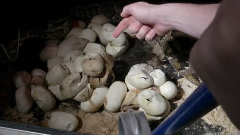 cuidadores del zoológico que supervisan un nido de huevos de pitón que están eclosionando
