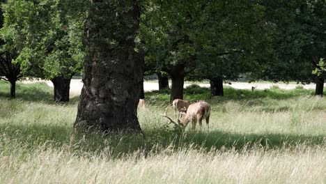 Beautiful-woods-with-wild-deer-feeding