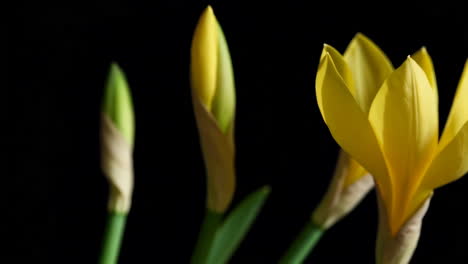 close-up of yellow flower buds
