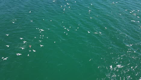 Bandada-De-Gaviotas-Volando-Bajo-Sobre-El-Agua-Australiana-De-Palm-Beach