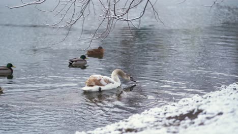 a young swan in the company of a few ducks is gracefully swimming along the shore of a winter pond