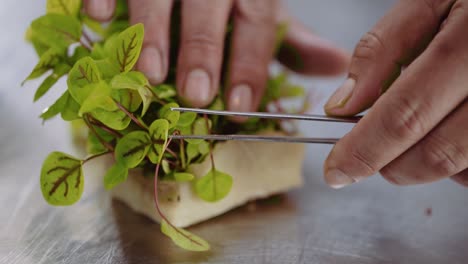close up : chef picking mini micro greens, baby leaves, sorrel red veined