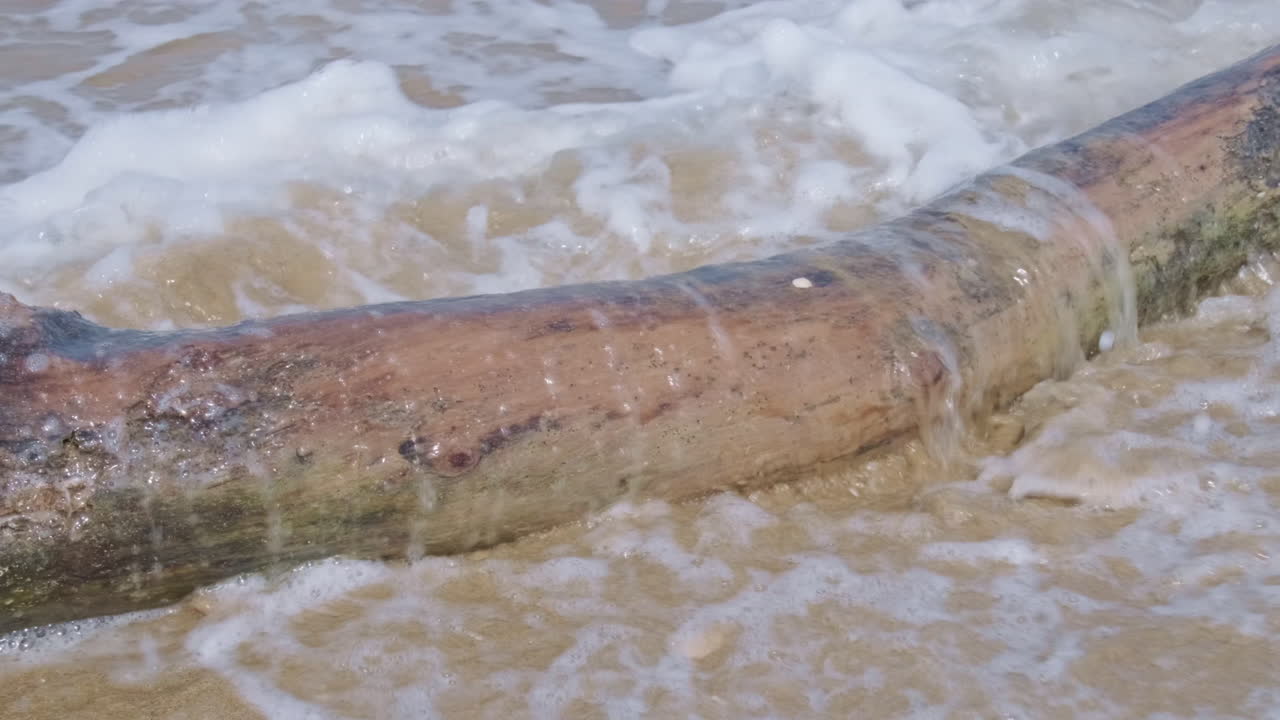 모래 해변에서 썩고 이끼 낀 나무 줄기에 부서지는 파도