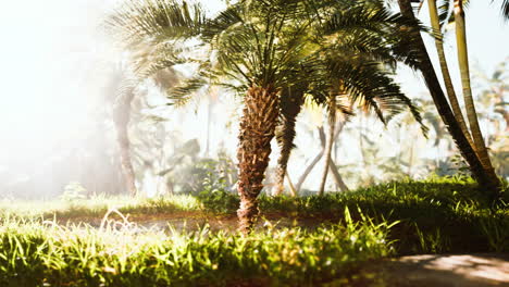Palmölplantage-Wächst-Heran