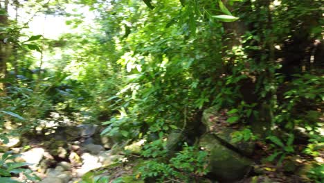 exploring among trees and plants, the nature of the forest