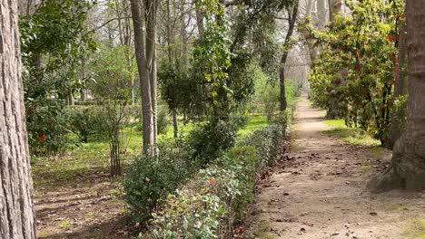 We-visualize-a-dirt-road-with-lush-vegetation