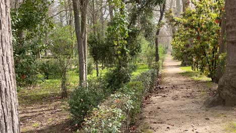 visualizamos un camino de tierra con vegetación exuberante