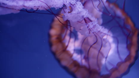 medusas en el acuario