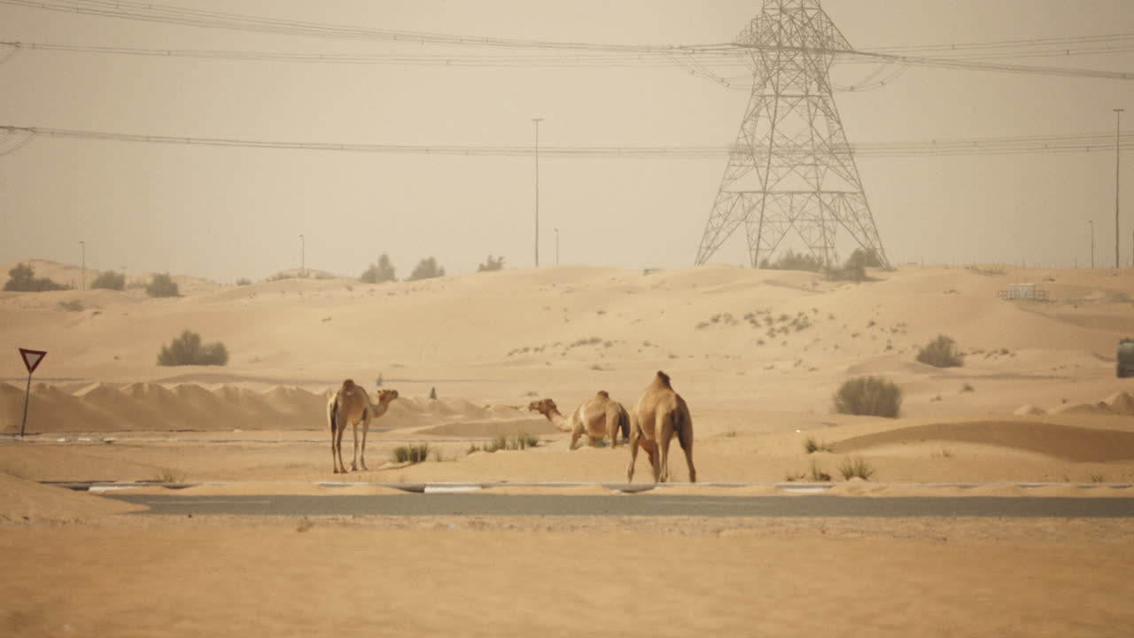 Camels in the Desert Landscape