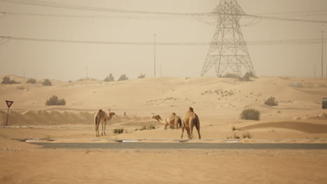 camels in the desert landscape