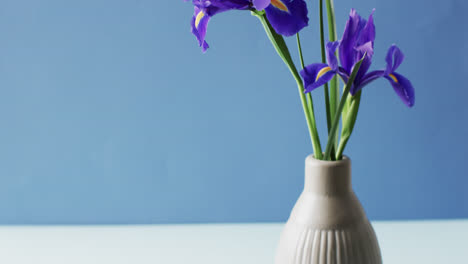 video of purple iris flowers in white vase with copy space on blue background