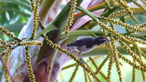 Ein-Bananaquit,-Der-Von-Den-Blüten-Einer-Dattelpalme-Frisst