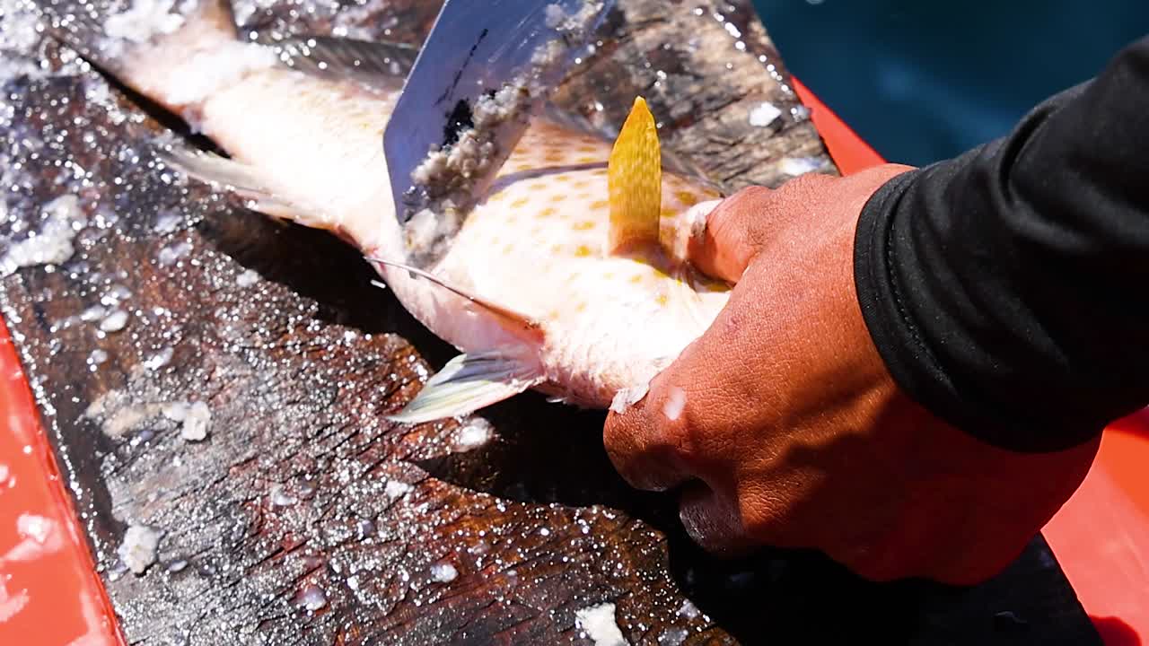 Un pescatore usa un coltello per squamare una cernia fresca sul ponte di una barca