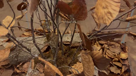 a camouflaged butterfly sits camouflaged on a branch in autumn