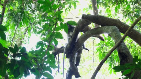 two individuals resting on the branch then the other moves to go away towards the right, dusky leaf monkey trachypithecus obscurus, endangered, thailand