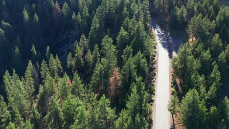 Flying-over-forest-road-in-Mount-Pinos-California