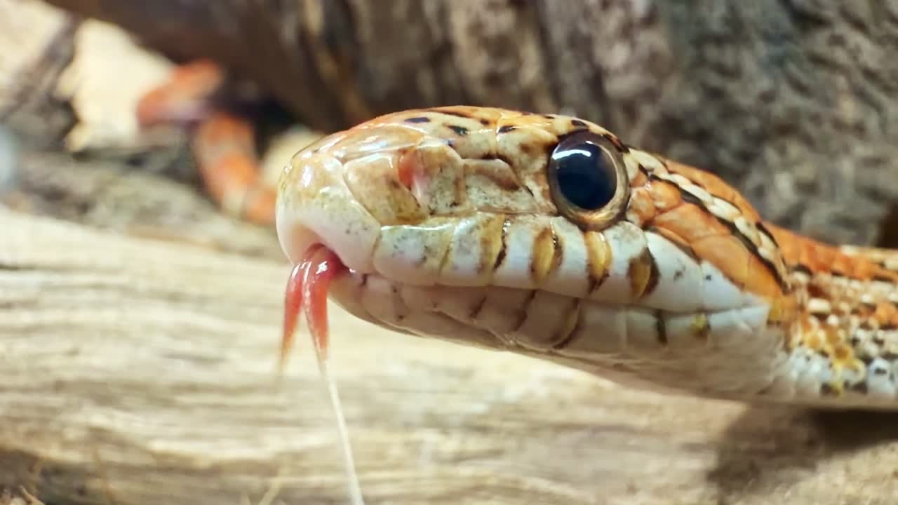 Testa di serpente del grano che annusa con la lingua biforcuta nel terrario. Primo piano