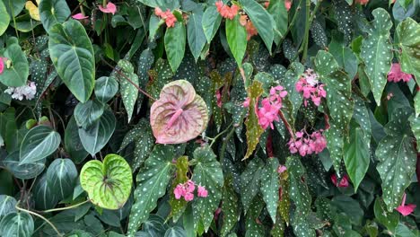 blooming view of pink begonia flowers with green leaves in the background