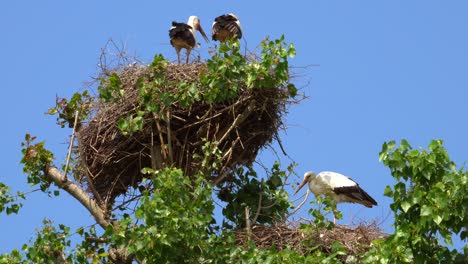 White-Storks-Sit-In-Nest-That-Is-On-Tall-Tree-Against-A-Blue-Sky