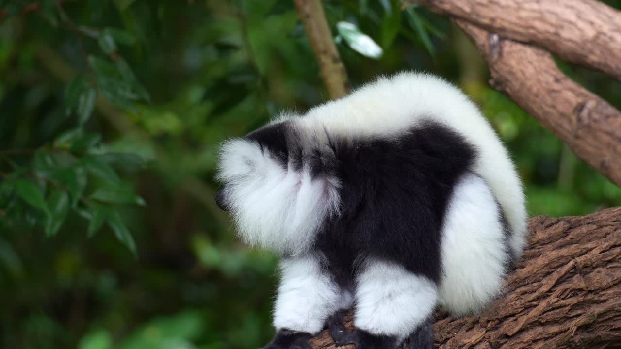 Um lémure-de-colar-preto-e-branco (Varecia variegata) empoleirado na árvore, olha ao redor e afasta-se lentamente, plano próximo.