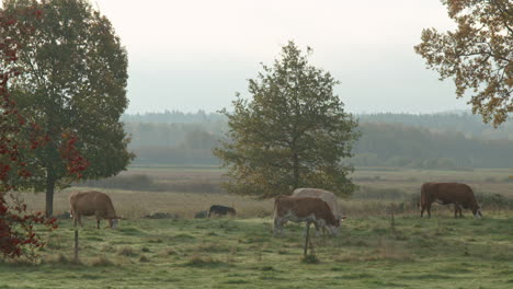 eco dairy cows grazing in nordic outdoor farm