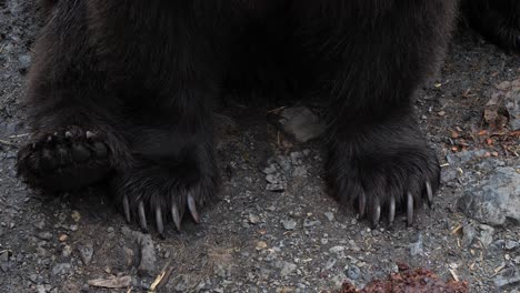 closeup of a brown bear claws, alaska