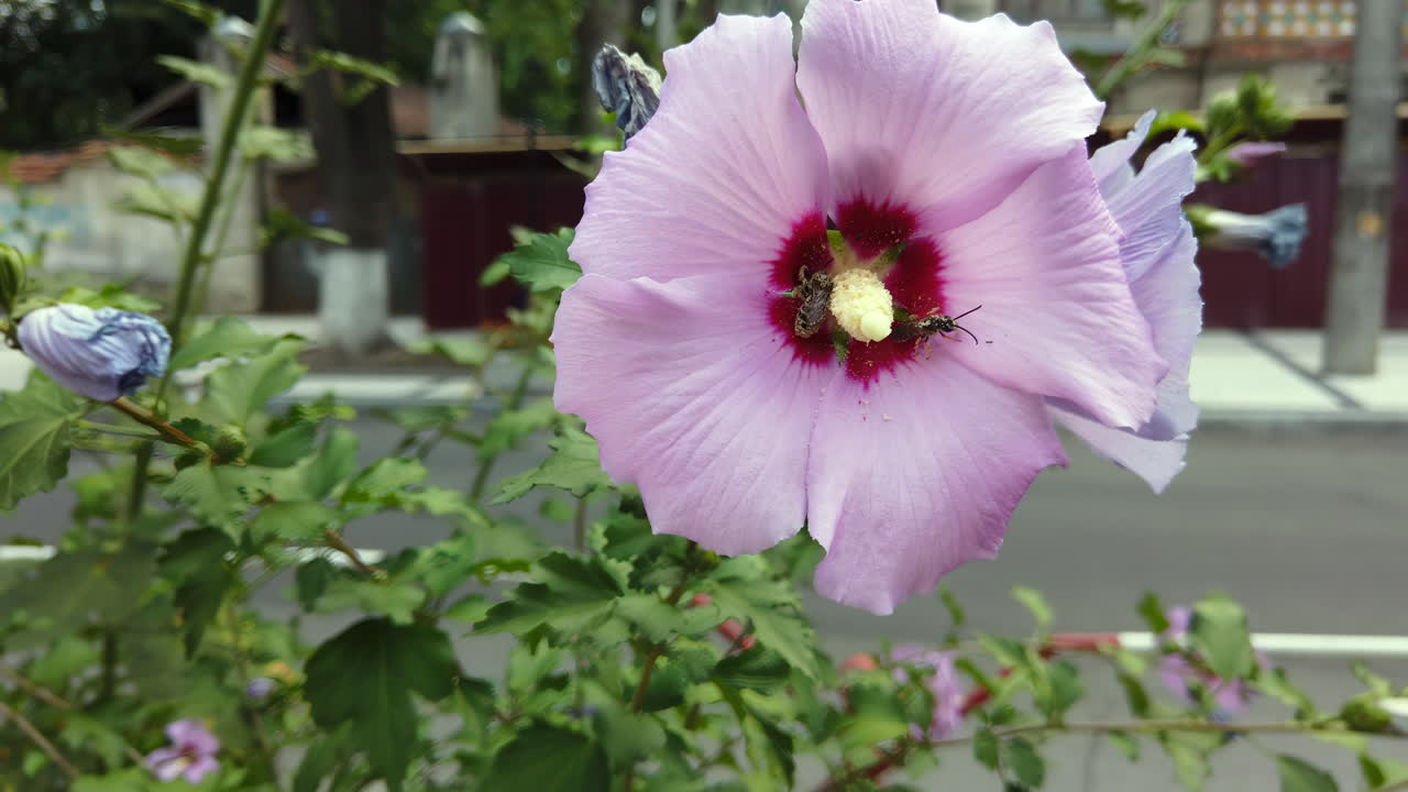 A stunning pink flower opens wide in a sunny garden, revealing delicate petals and a vibrant red center, surrounded by green foliage and peaceful surroundings