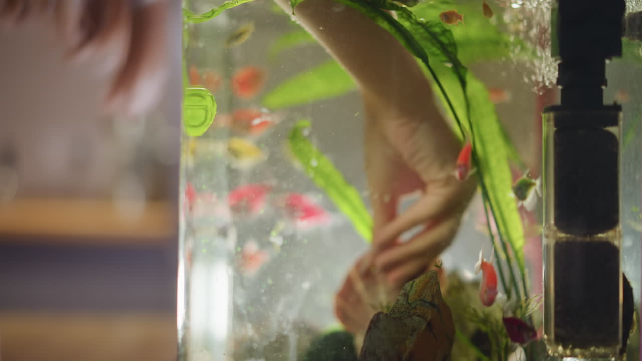 Hand submerged in aquarium adjusting plants surrounded by tropical fish and aquatic decorations, illustrating maintenance, care, and connection with underwater environment while ensuring health