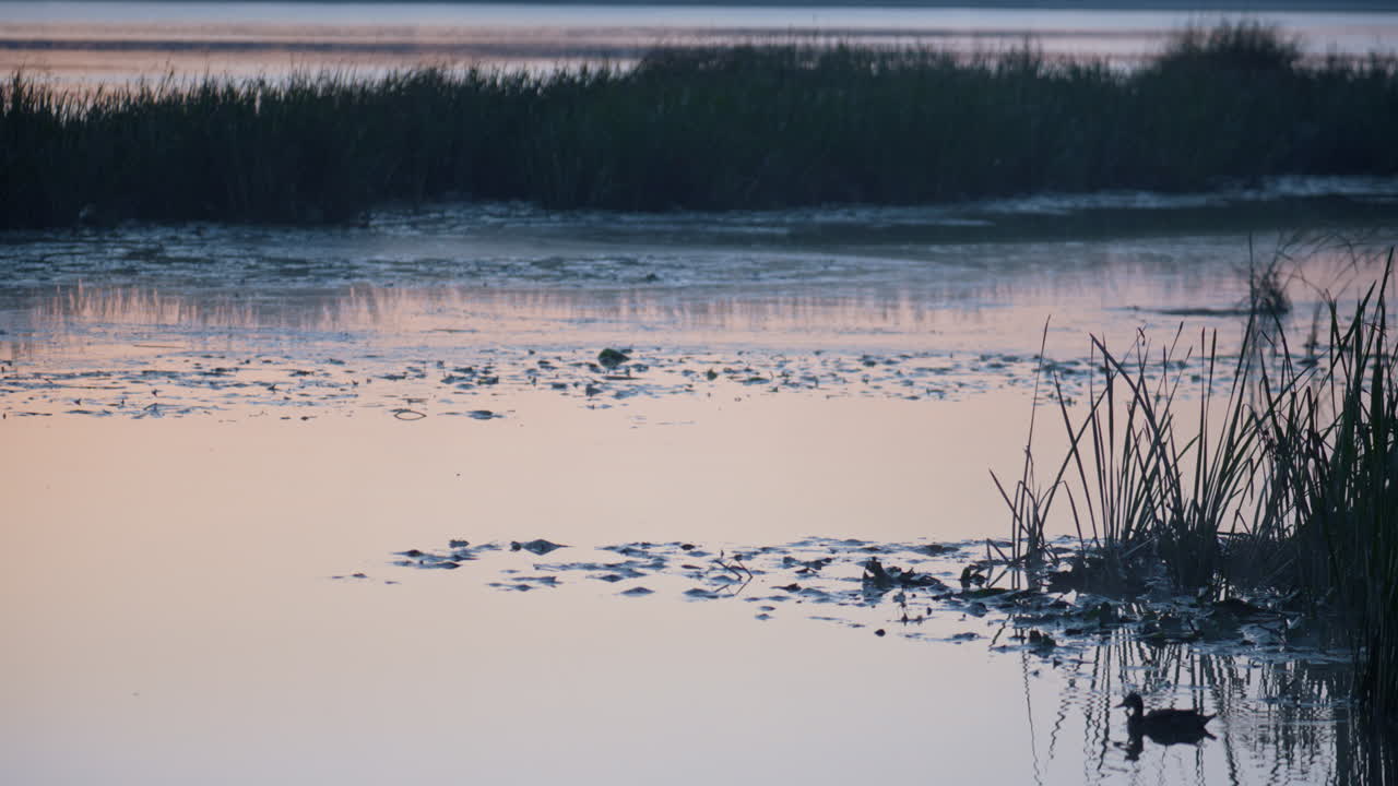 저녁 하늘을 반영하는 평온한 물 표면, 해가 지는 아름다운 강, 야생동물.