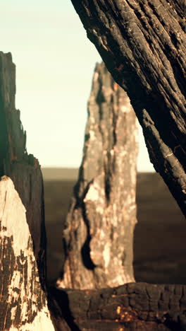 close-up of a burnt tree trunk