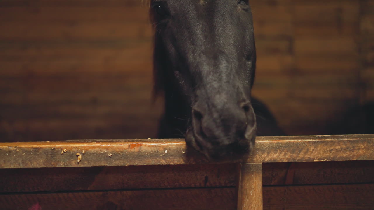Black horse sticks out tongue trying to bite wooden plank