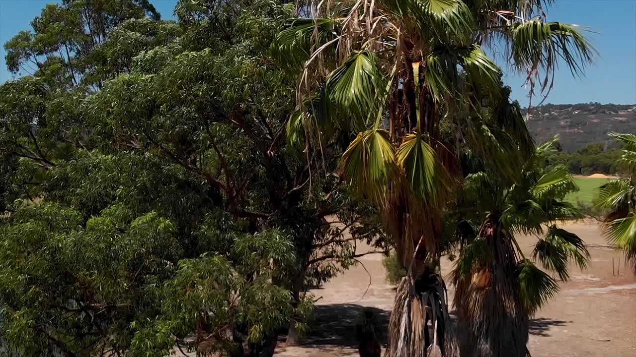 камера падает рядом с деревьями. западная австралия