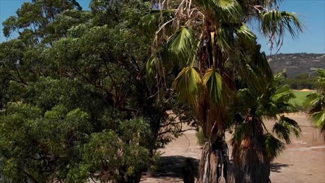 cámara bajando cerca de los árboles. el oeste de australia