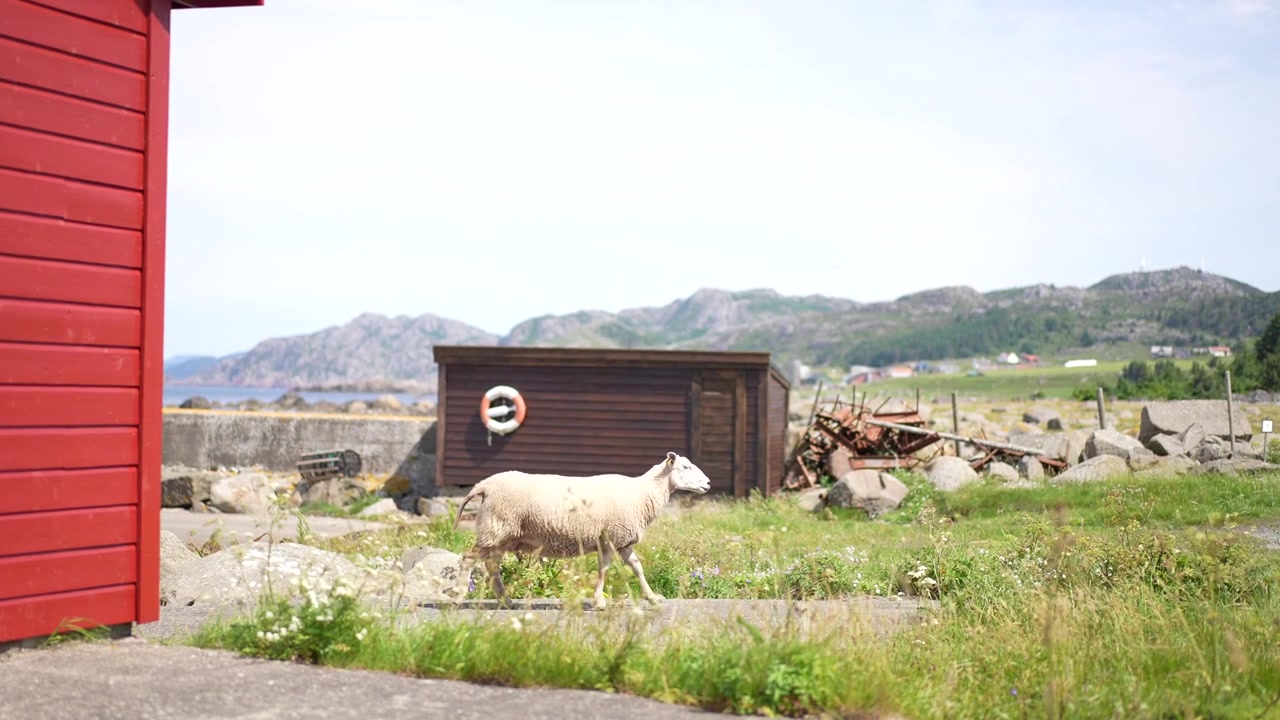 Pecore al pascolo vicino a un fienile rosso a Stavstø Farsund, Norvegia, al rallentatore