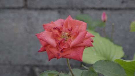 beautiful red rose wide open shaken by a breeze in front of other plants