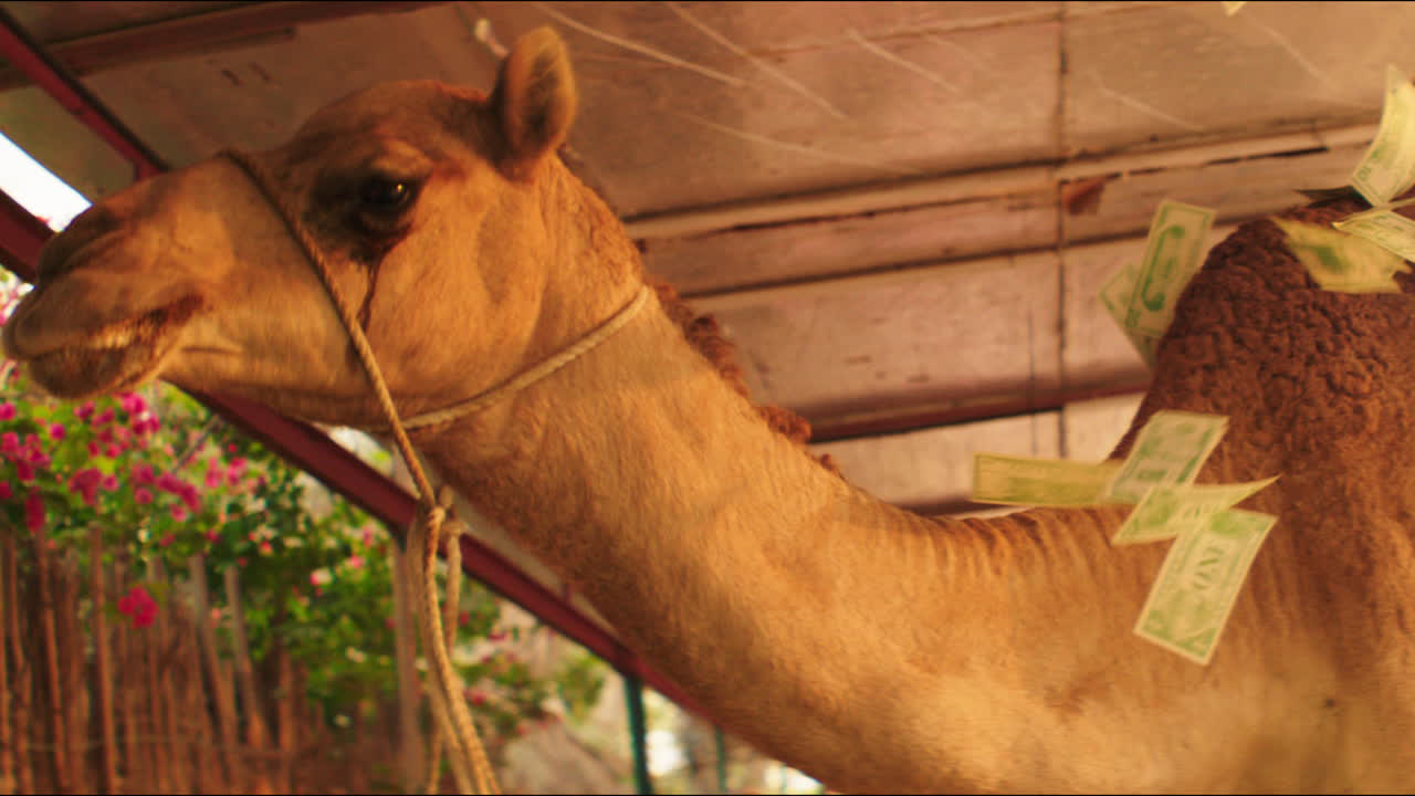 Strapped Sad camel pelted by dollar notes in slow motion. Animal protection in Dubai. Animal hostility and animal welfare